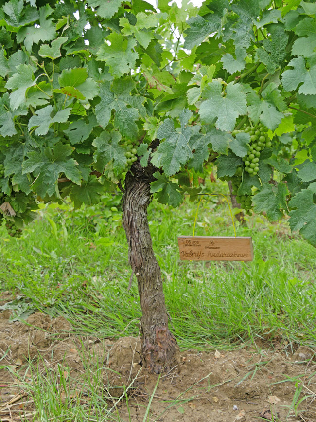 Виноградник на урожай